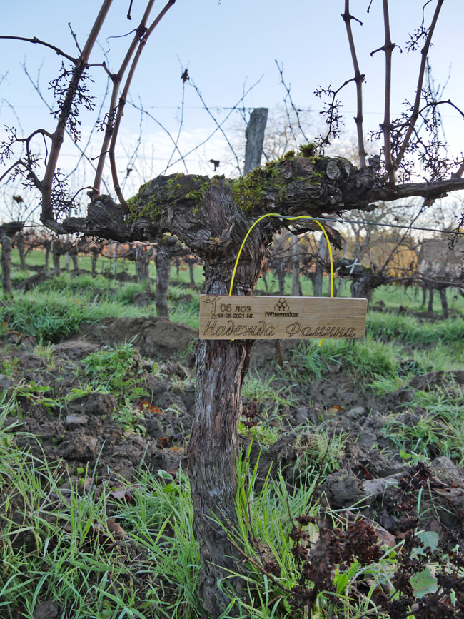 Виноградник на урожай